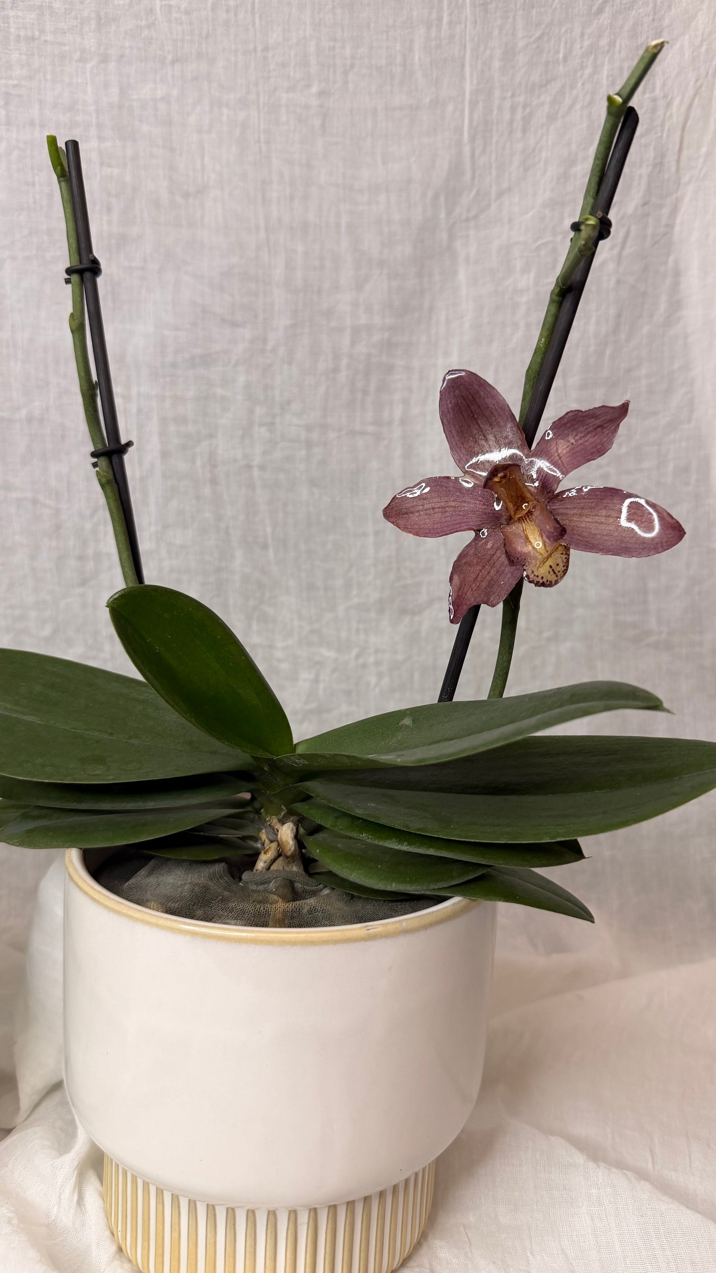 Pince Cymbidium