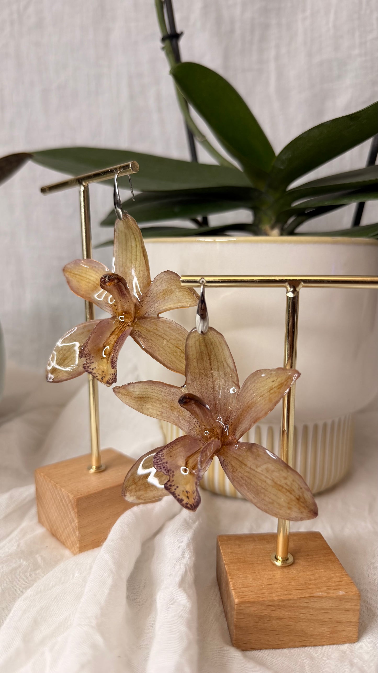 Boucle Cymbidium