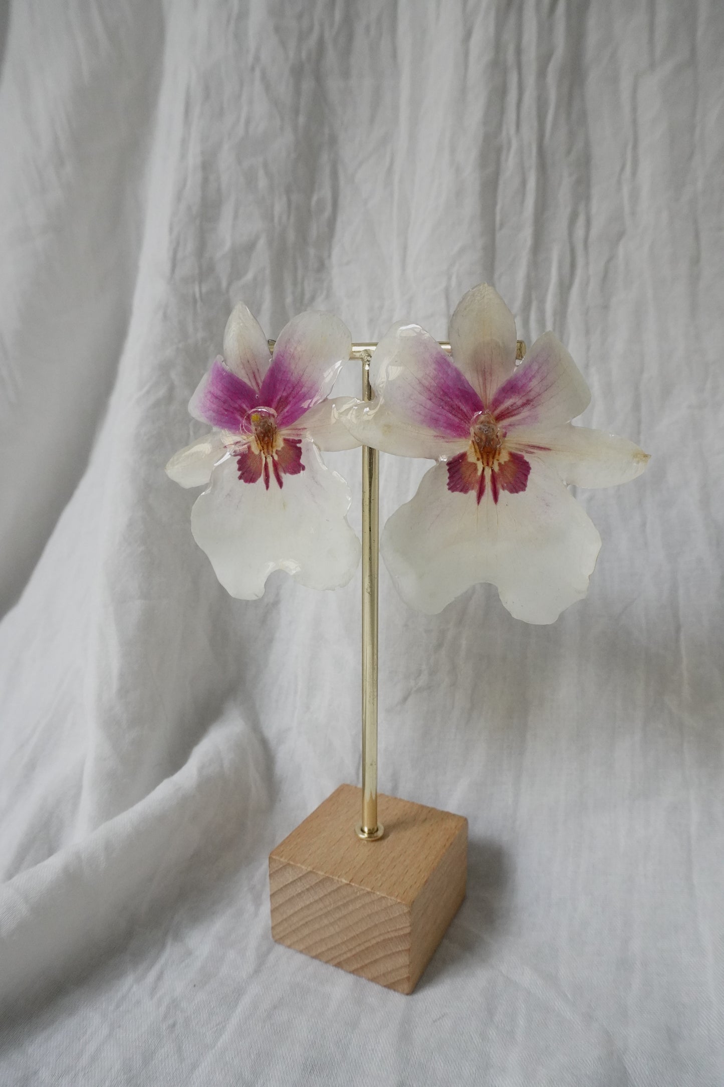 Boucle miltoniopsis