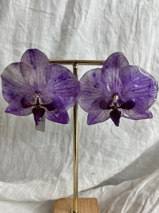 Boucle phalaenopsis