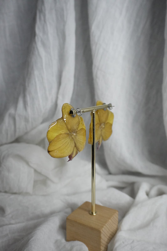 Boucle phalaenopsis