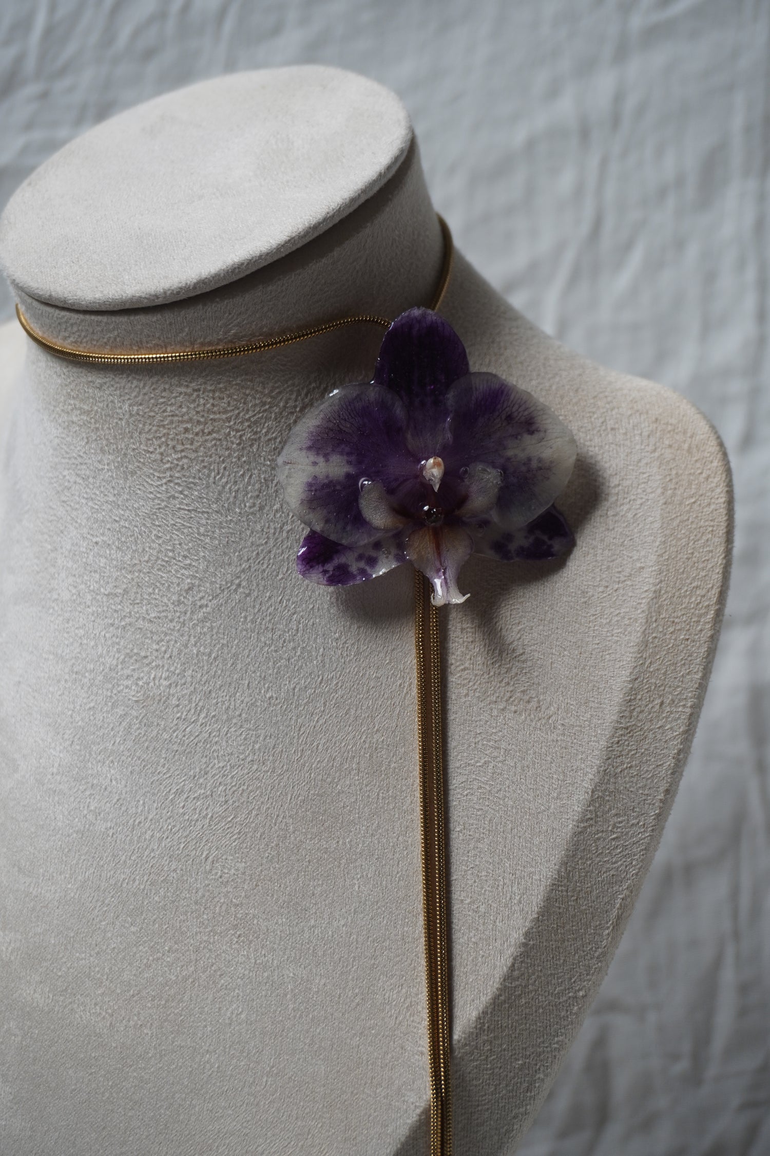 Orchidée collection