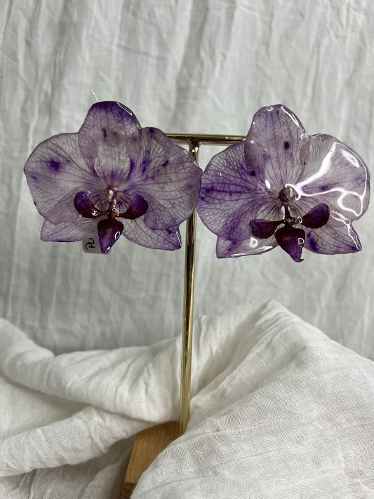 Boucle phalaenopsis