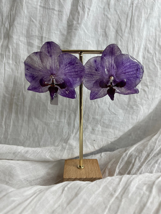 Boucle phalaenopsis