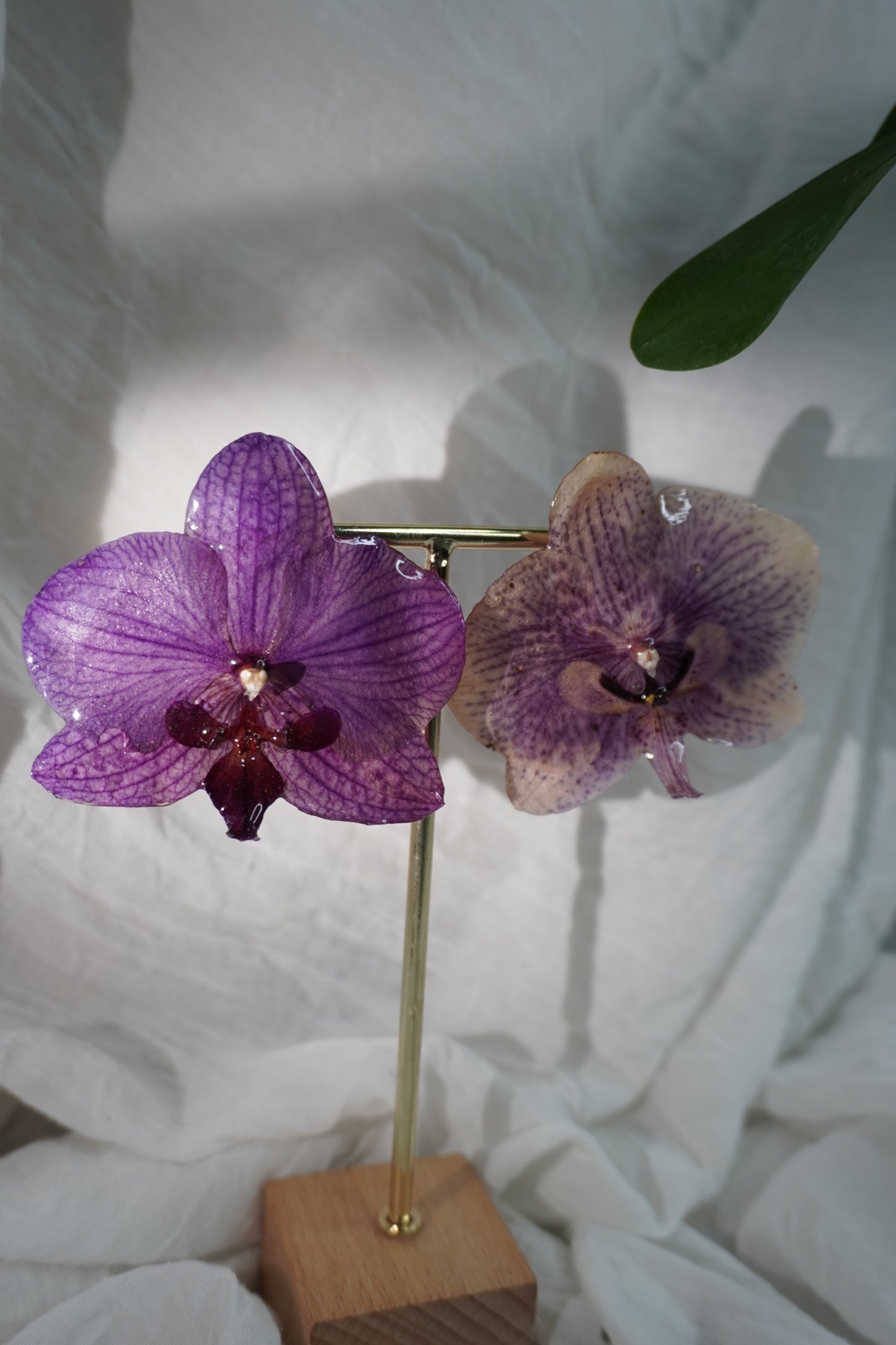 Boucle phalaenopsis