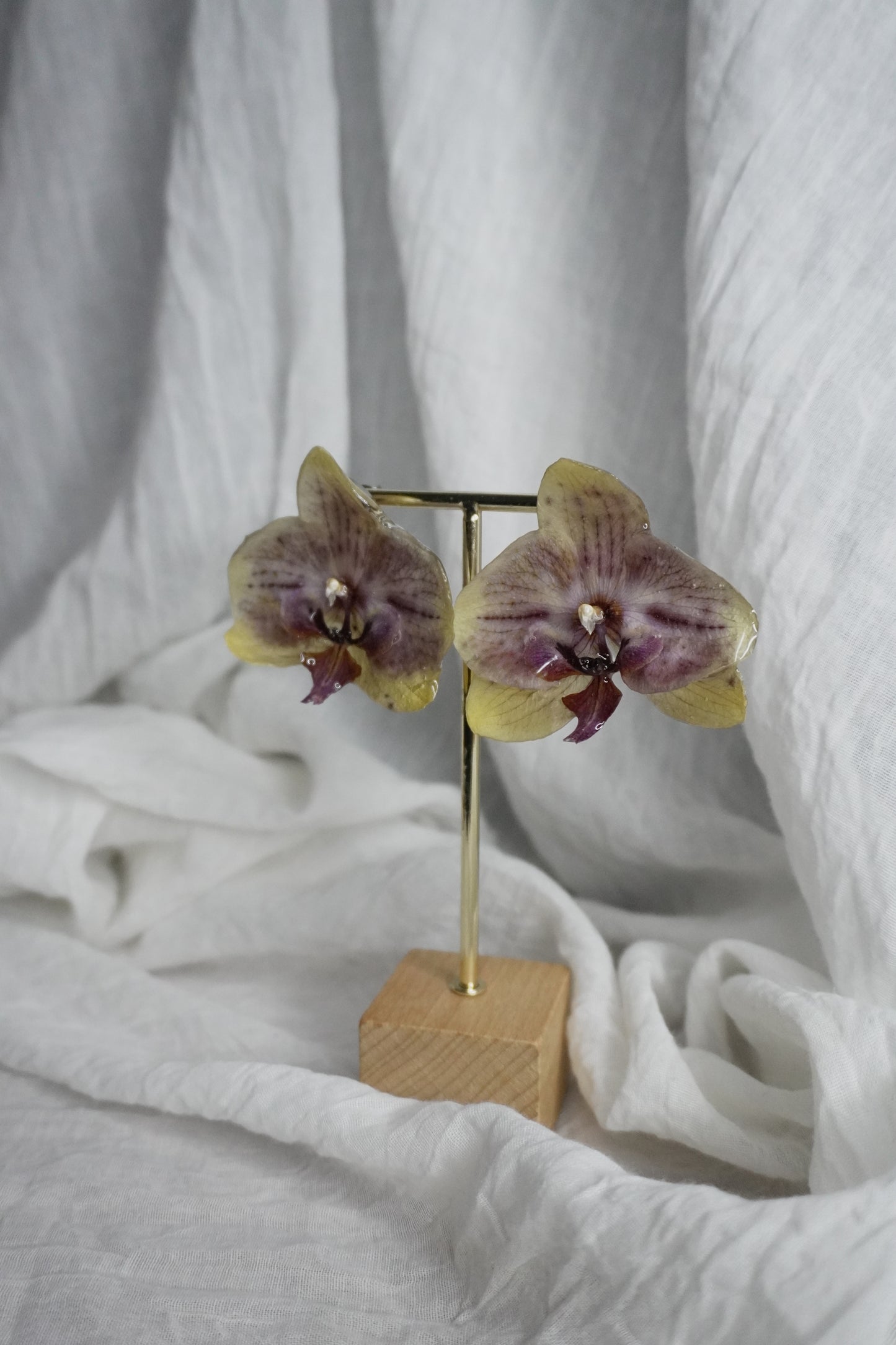 Boucle phalaenopsis