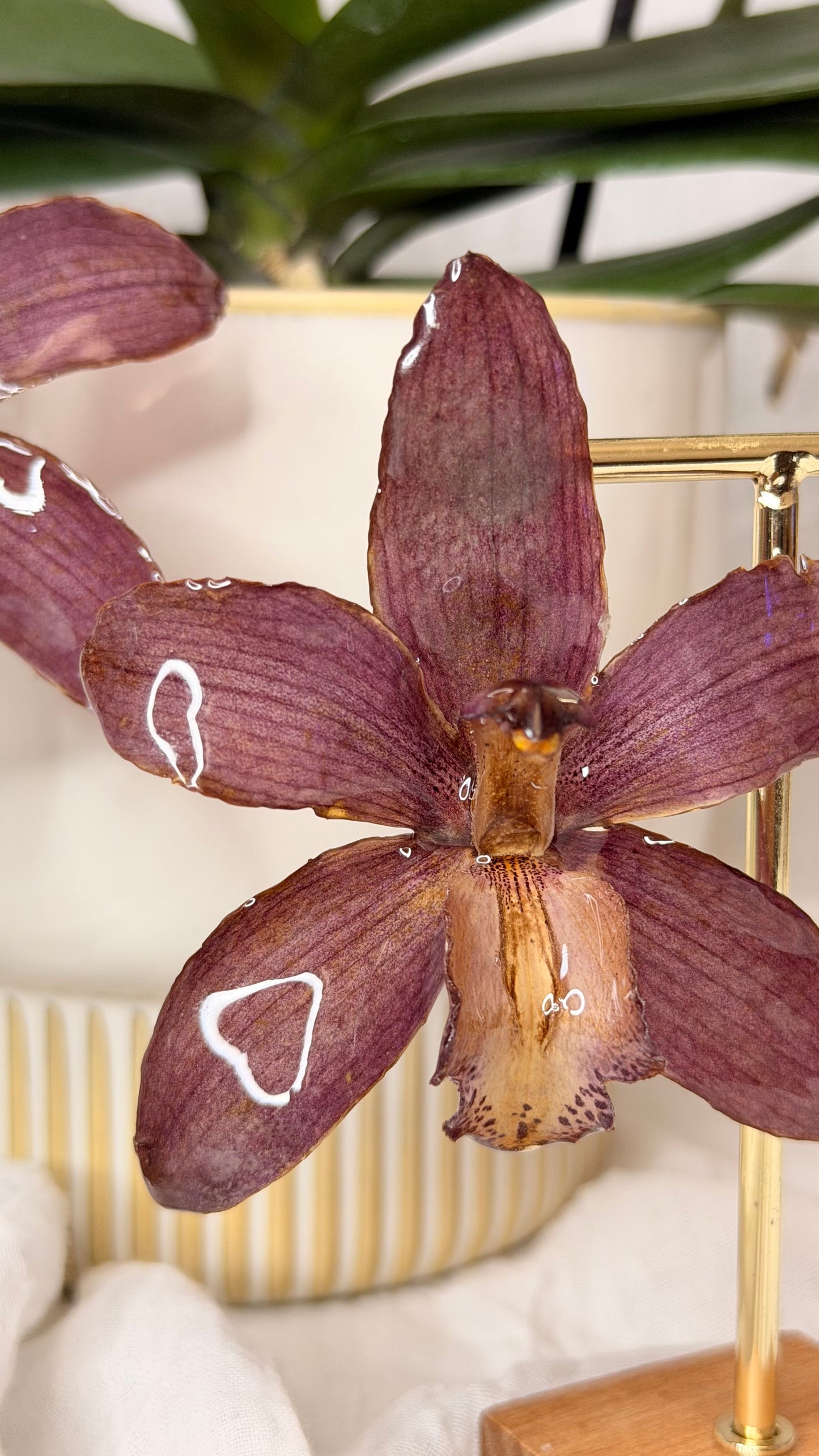 Boucle Cymbidium