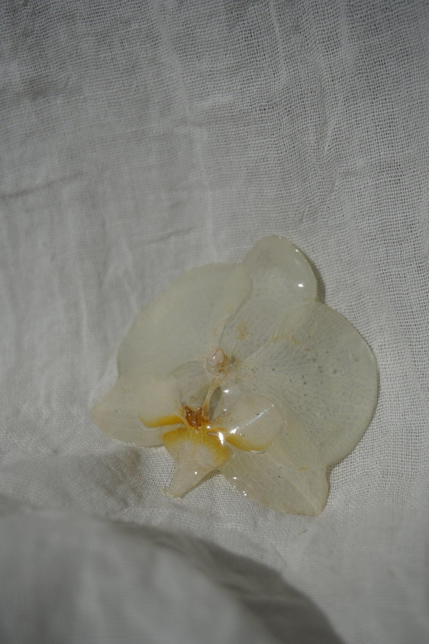 Broche pha