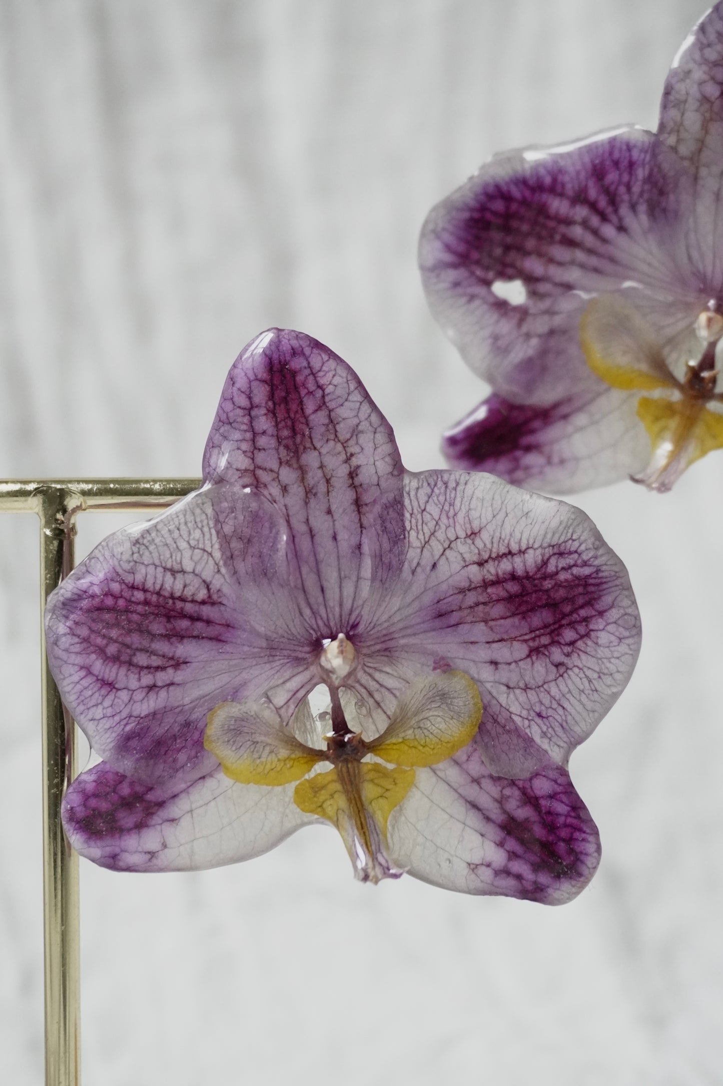 Boucle phalaenopsis