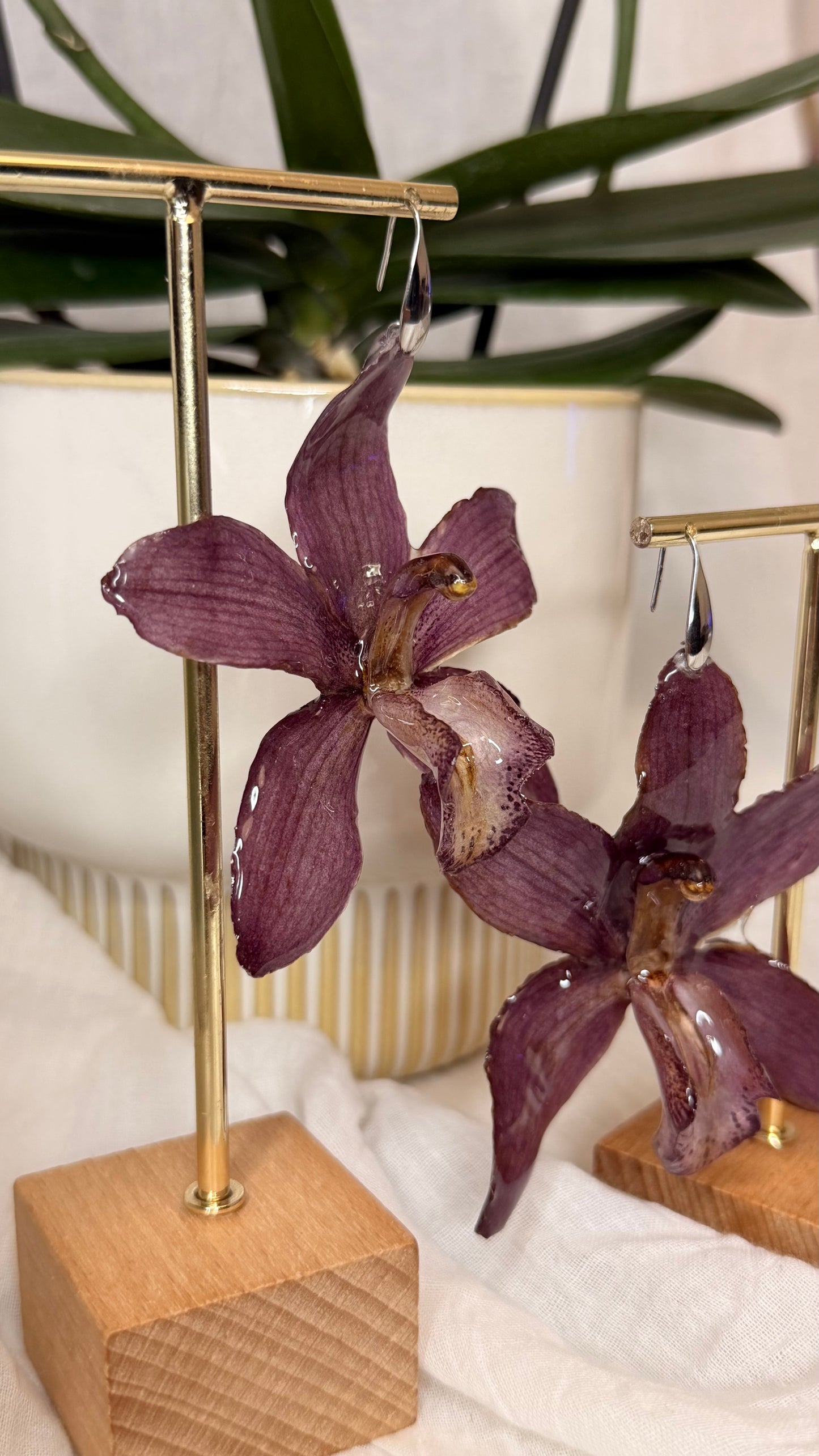 Boucle Cymbidium