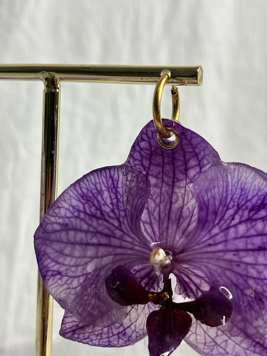 Boucle phalaenopsis