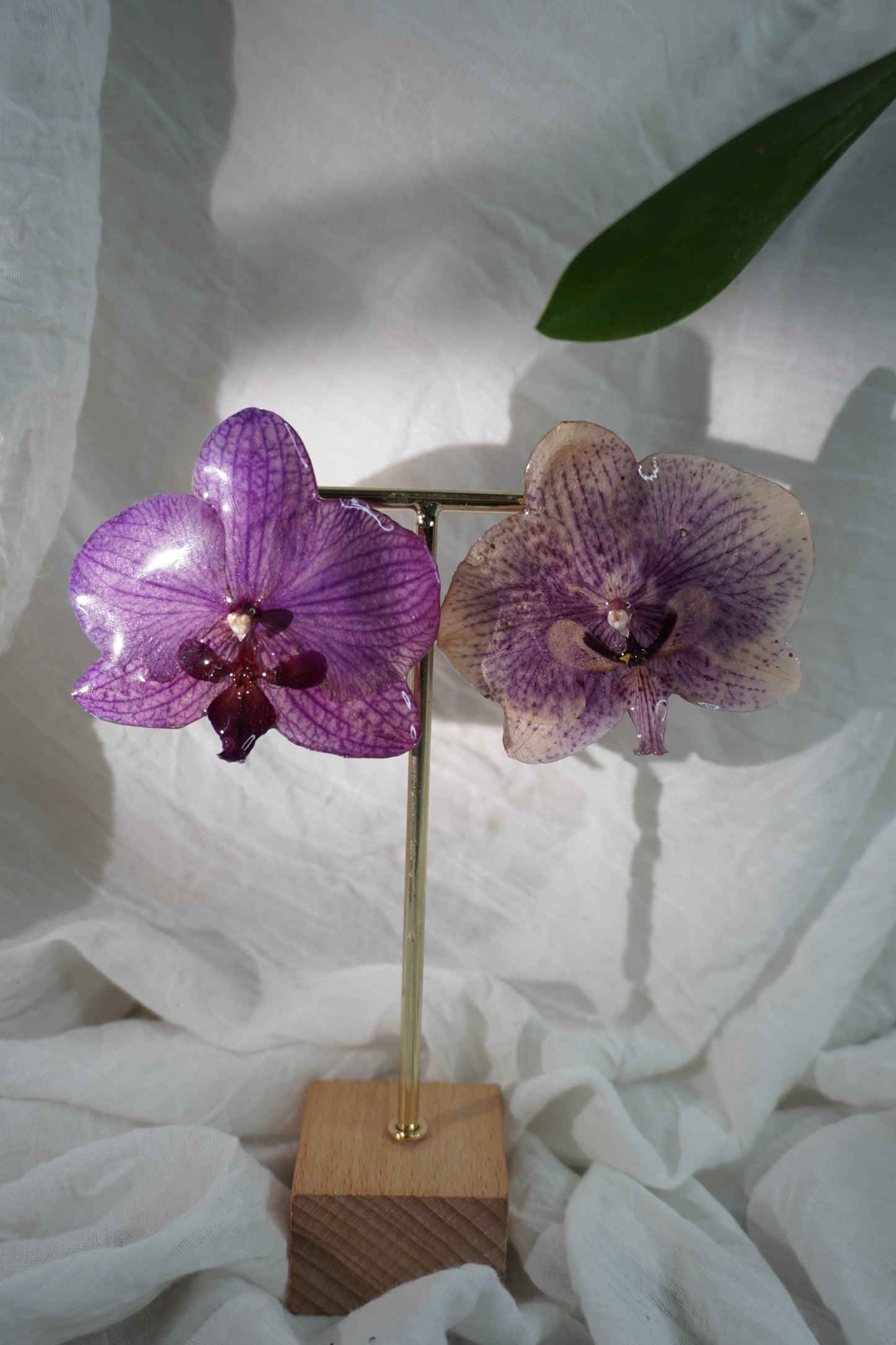 Boucle phalaenopsis