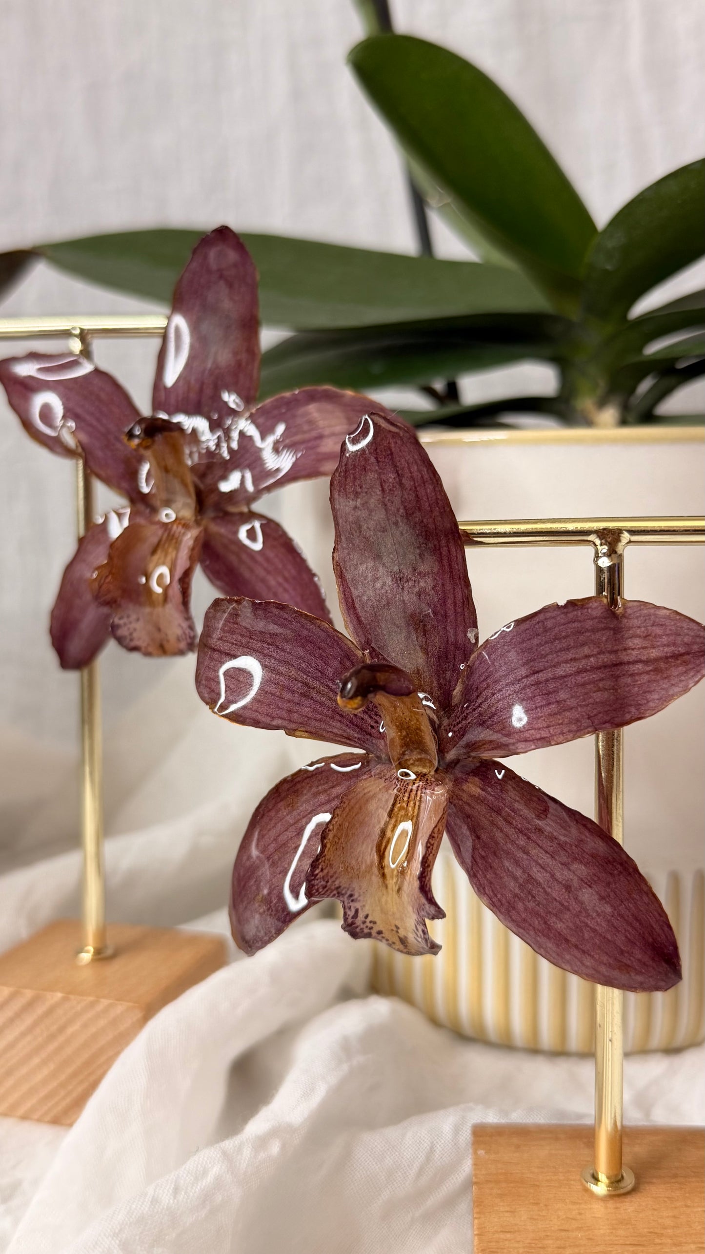 Boucle Cymbidium