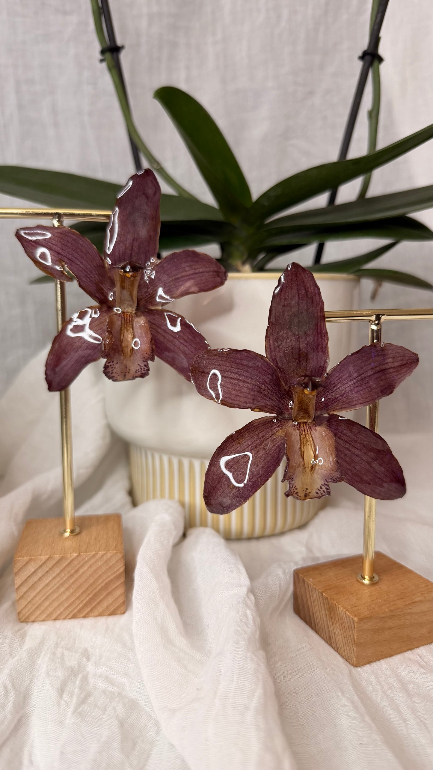 Boucle Cymbidium