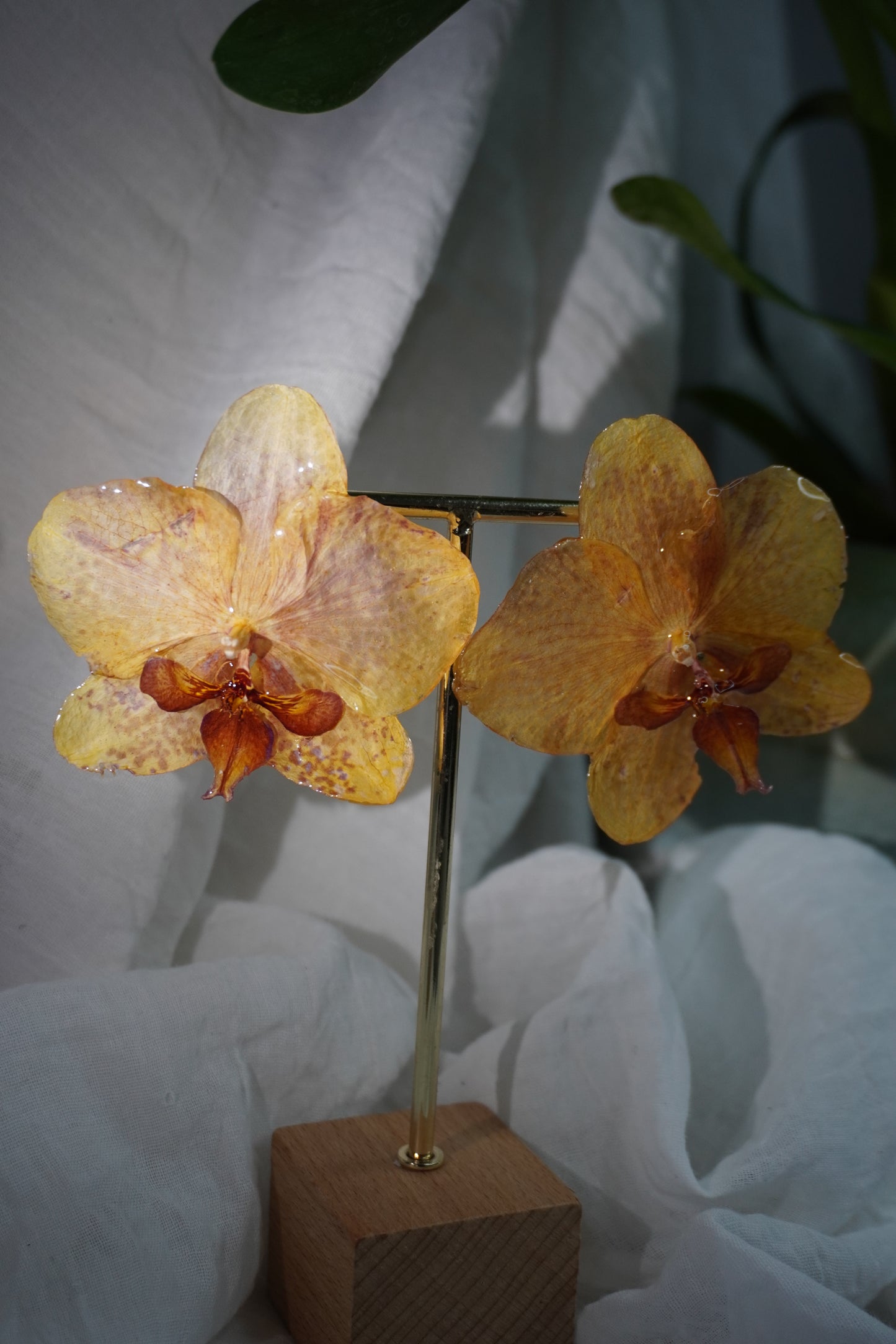 Boucle phalaenopsis