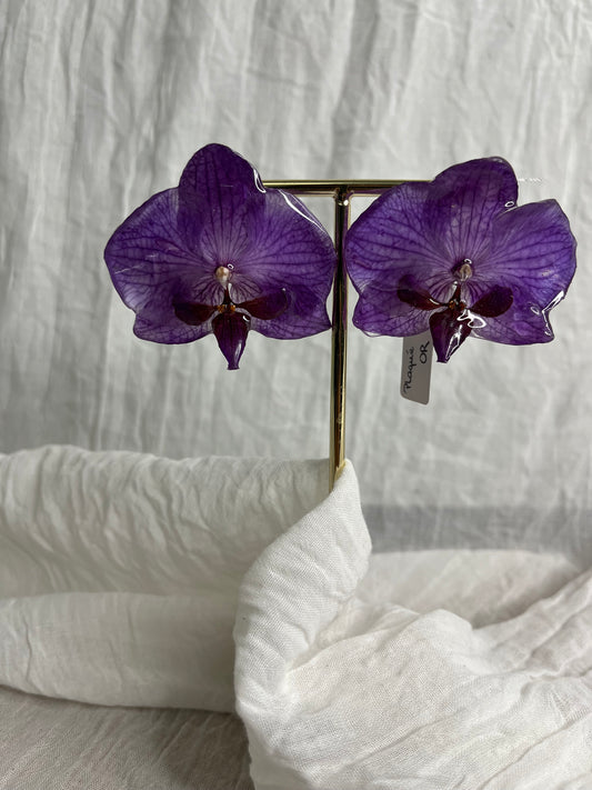 Boucle phalaenopsis