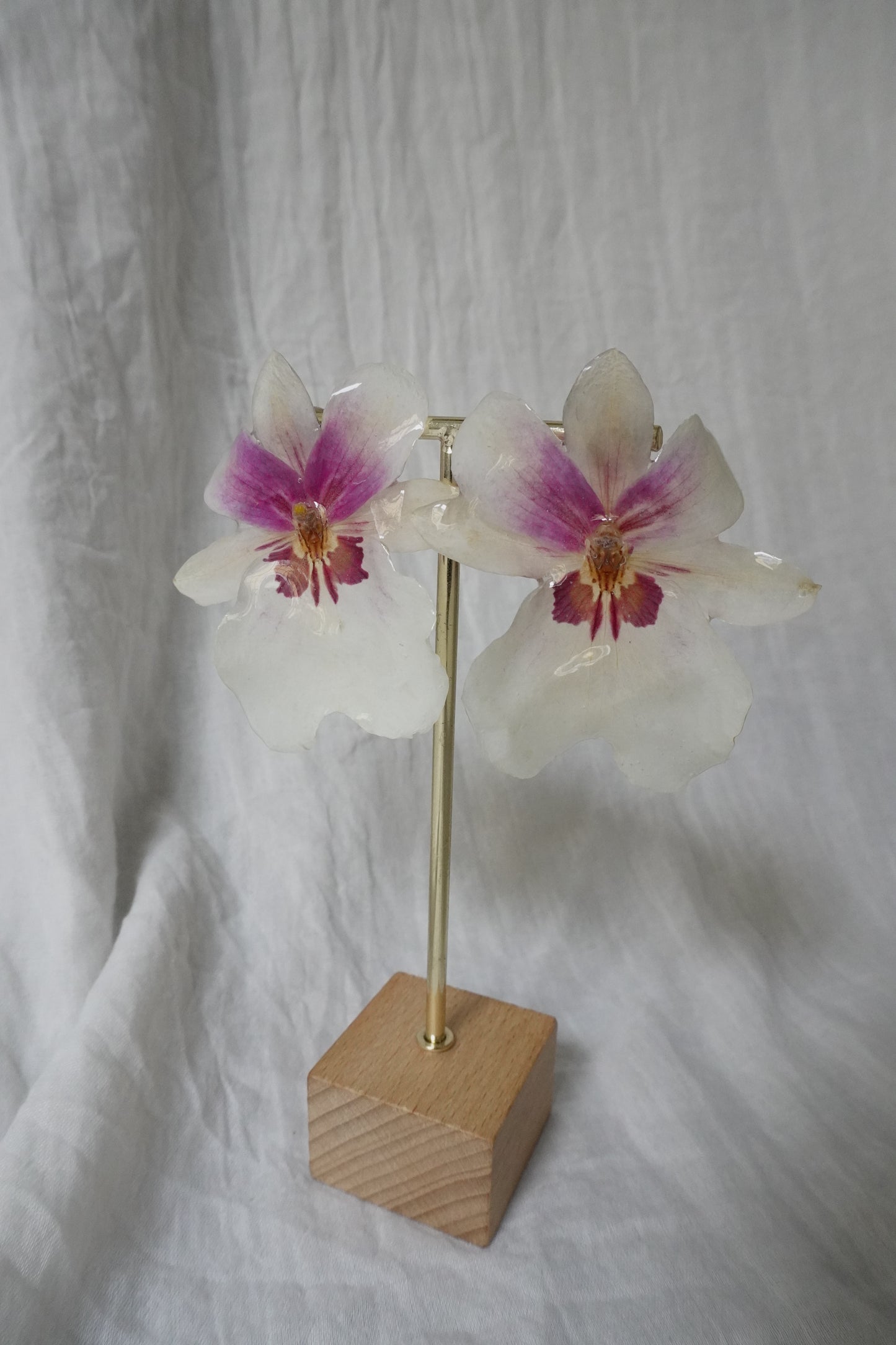 Boucle miltoniopsis