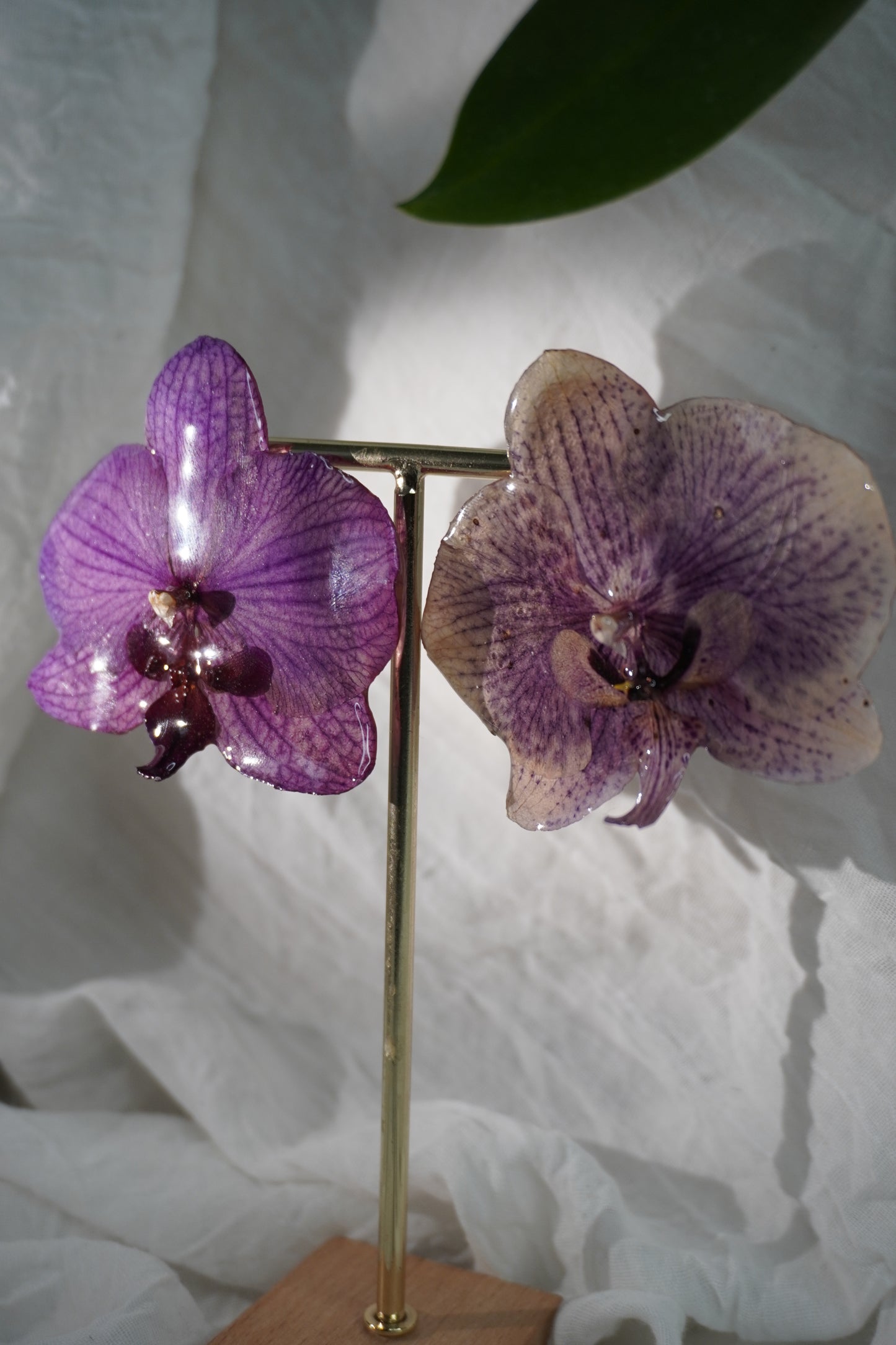 Boucle phalaenopsis