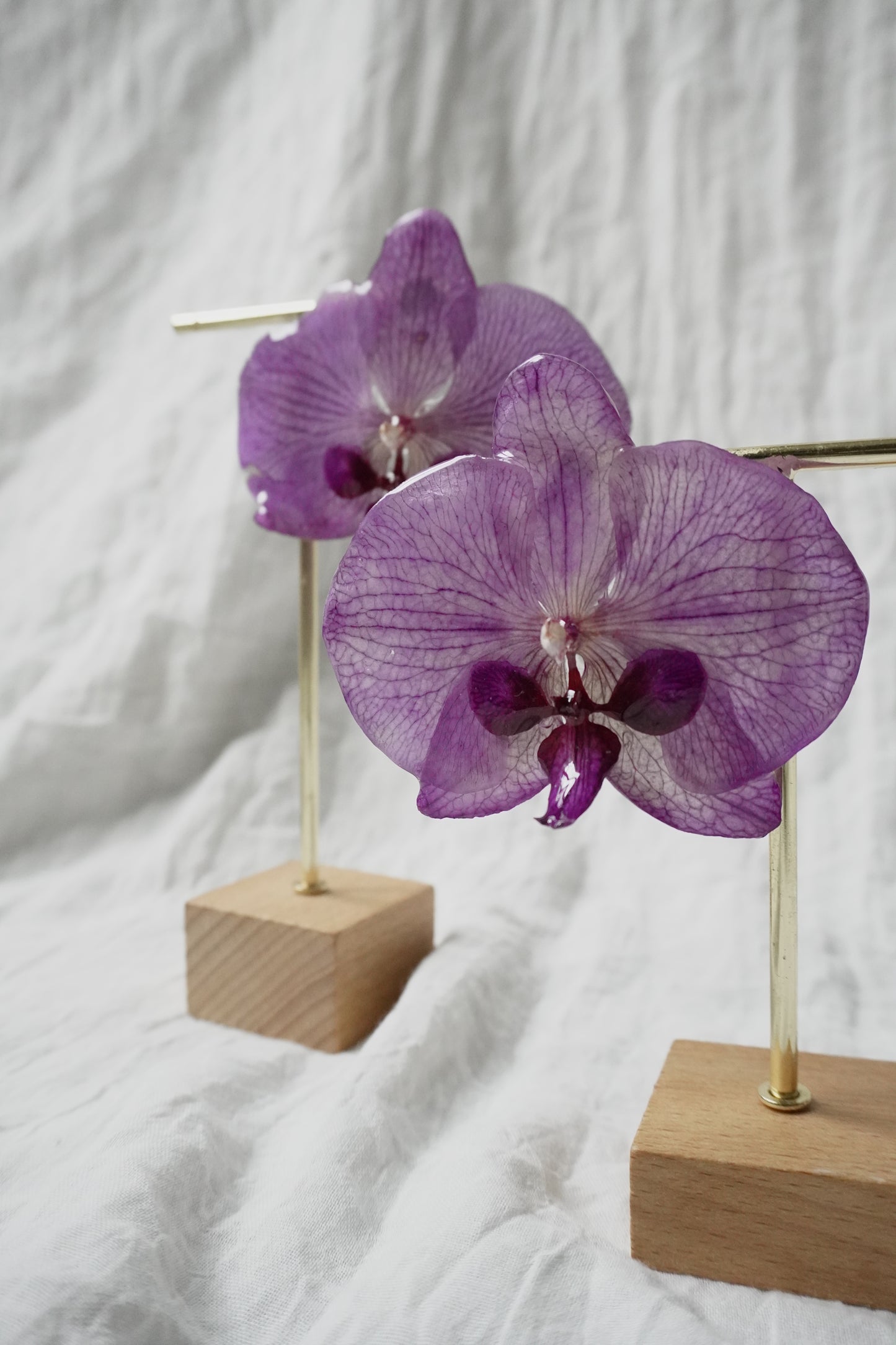 Boucle phalaenopsis