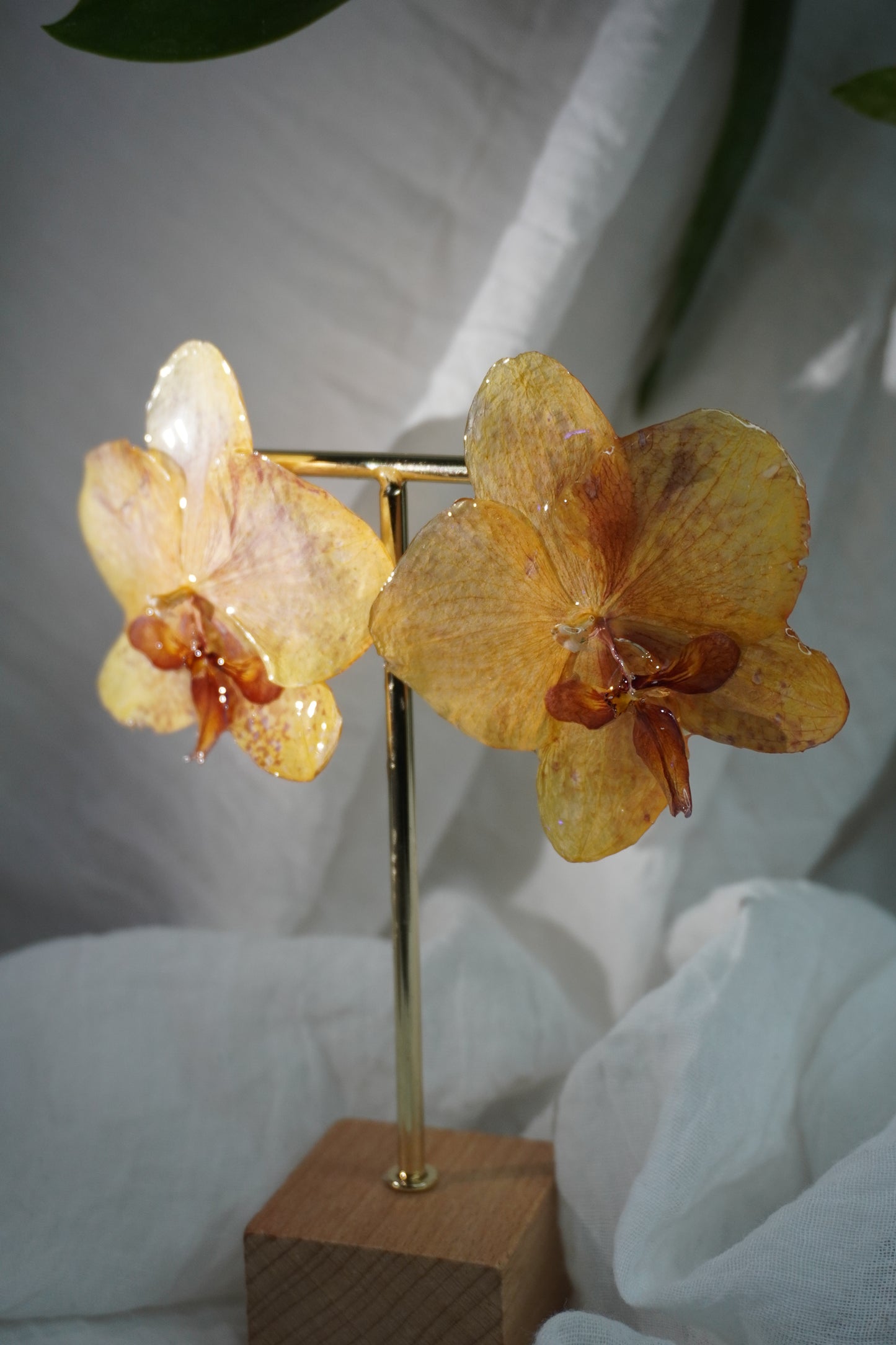 Boucle phalaenopsis