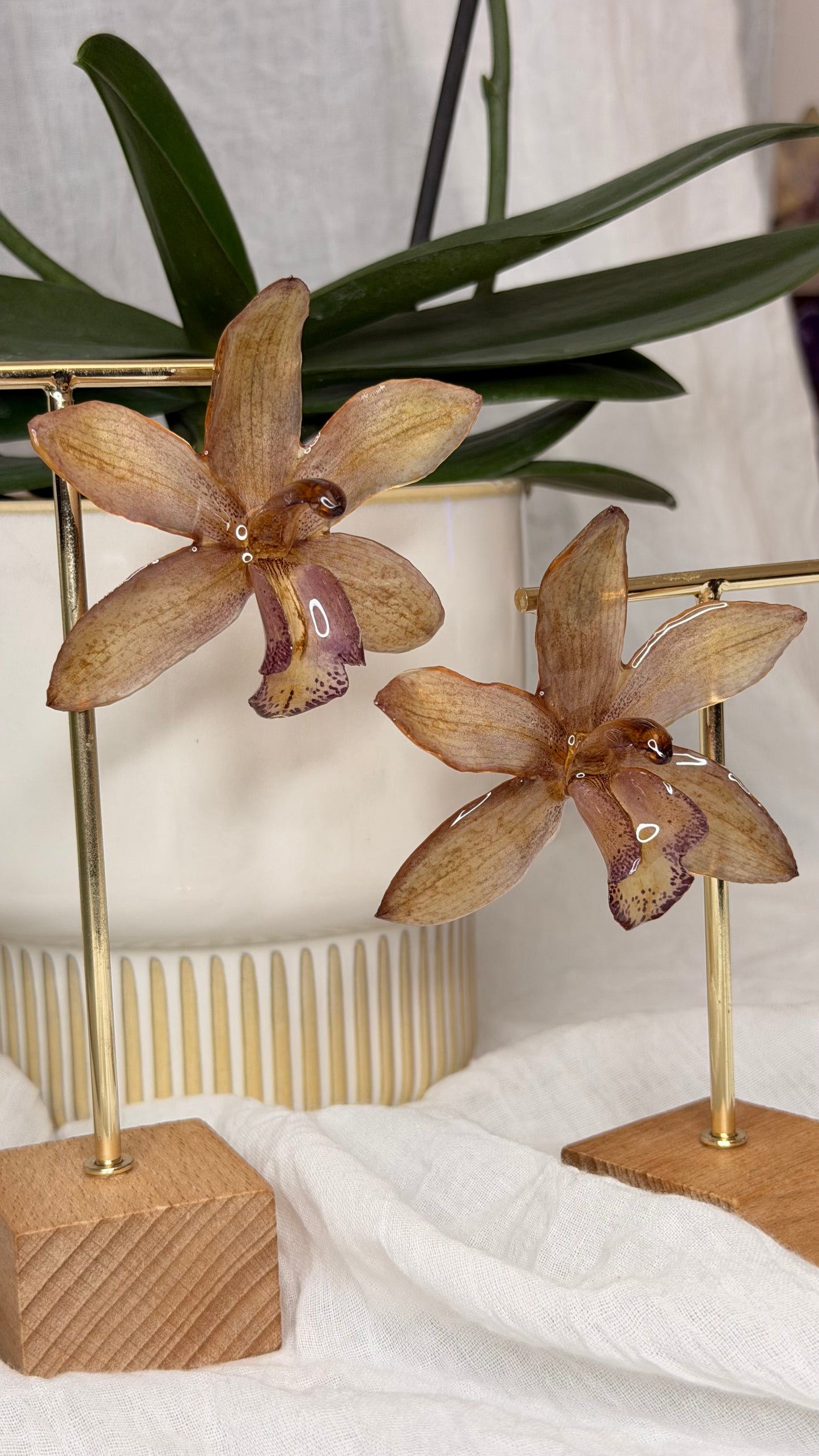 Boucle Cymbidium