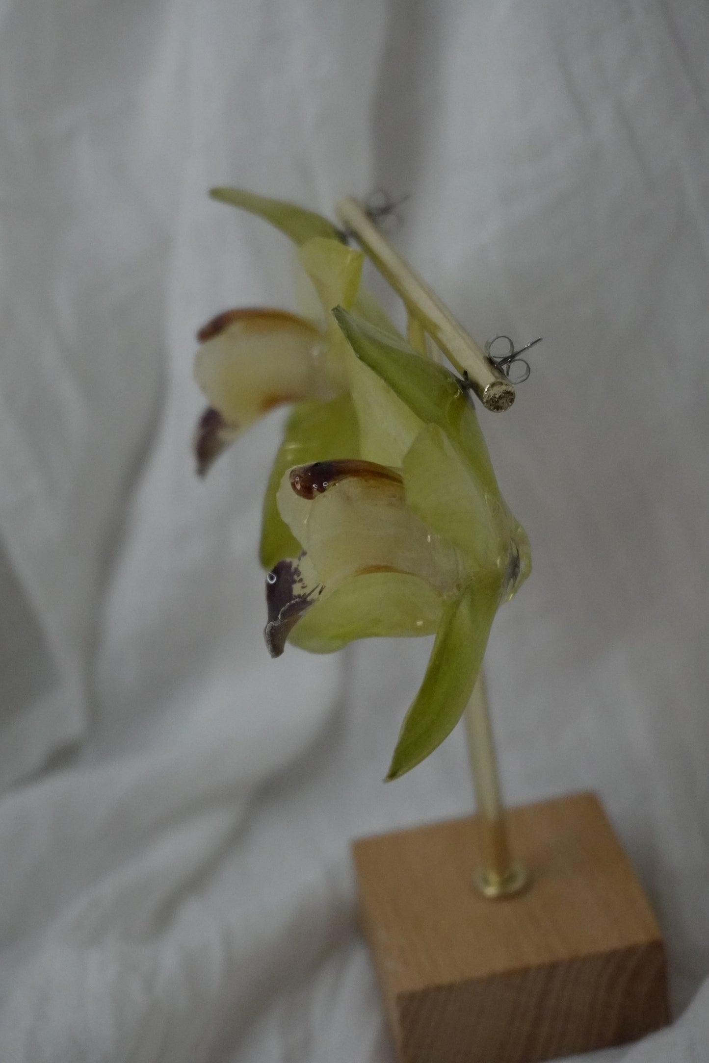 Pomme