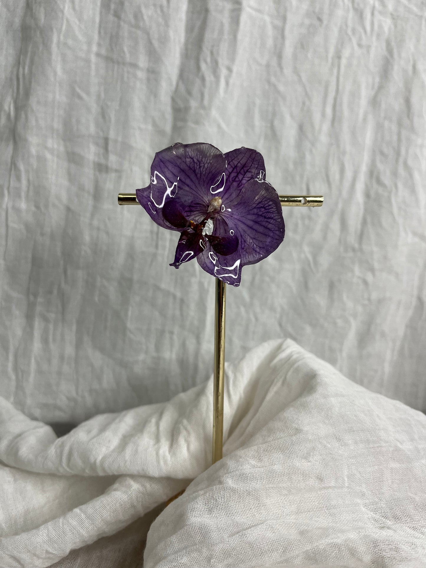 Pince phalaenopsis