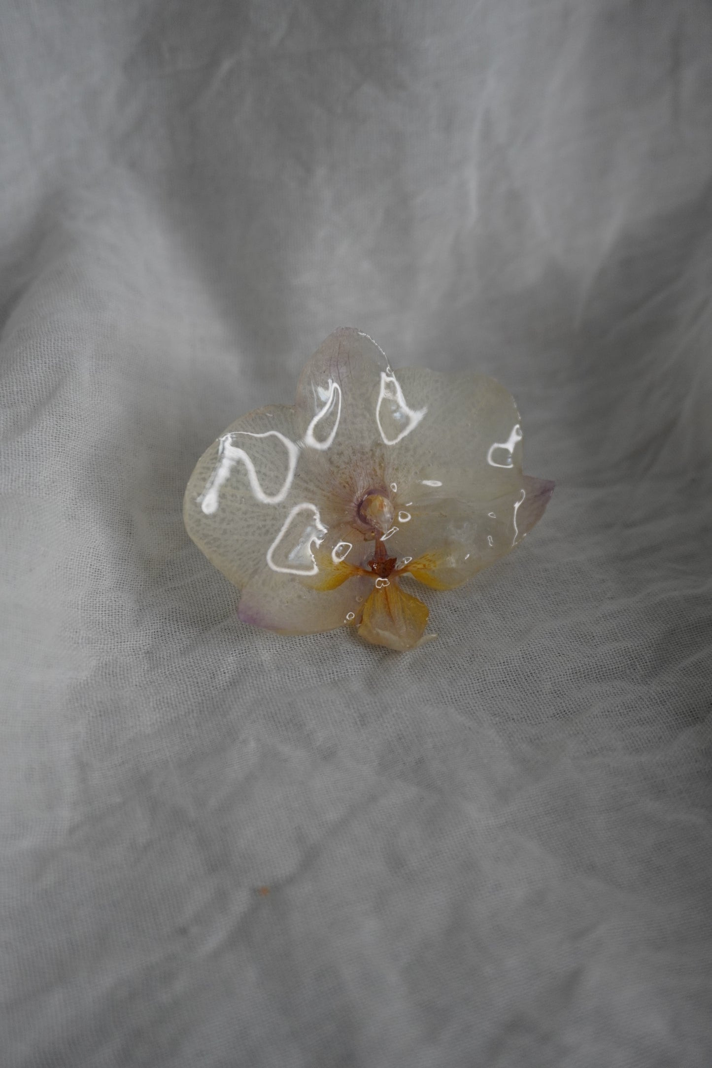 Bague pha