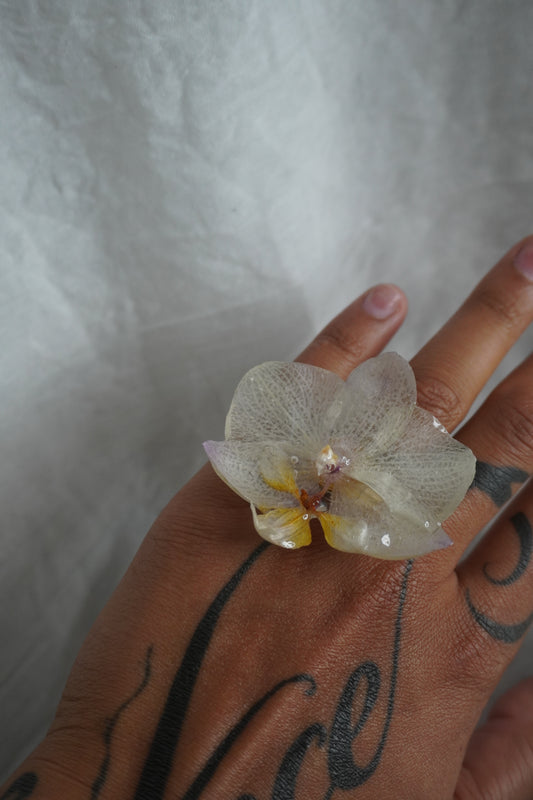 Bague pha