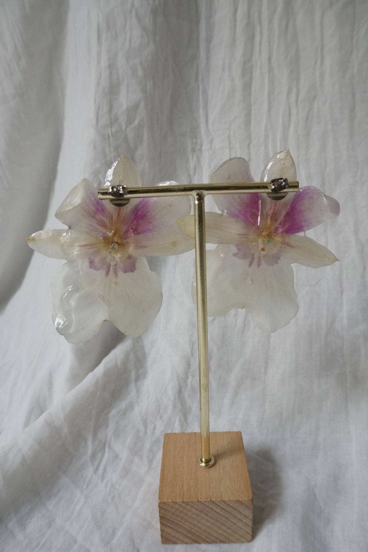 Boucle miltoniopsis