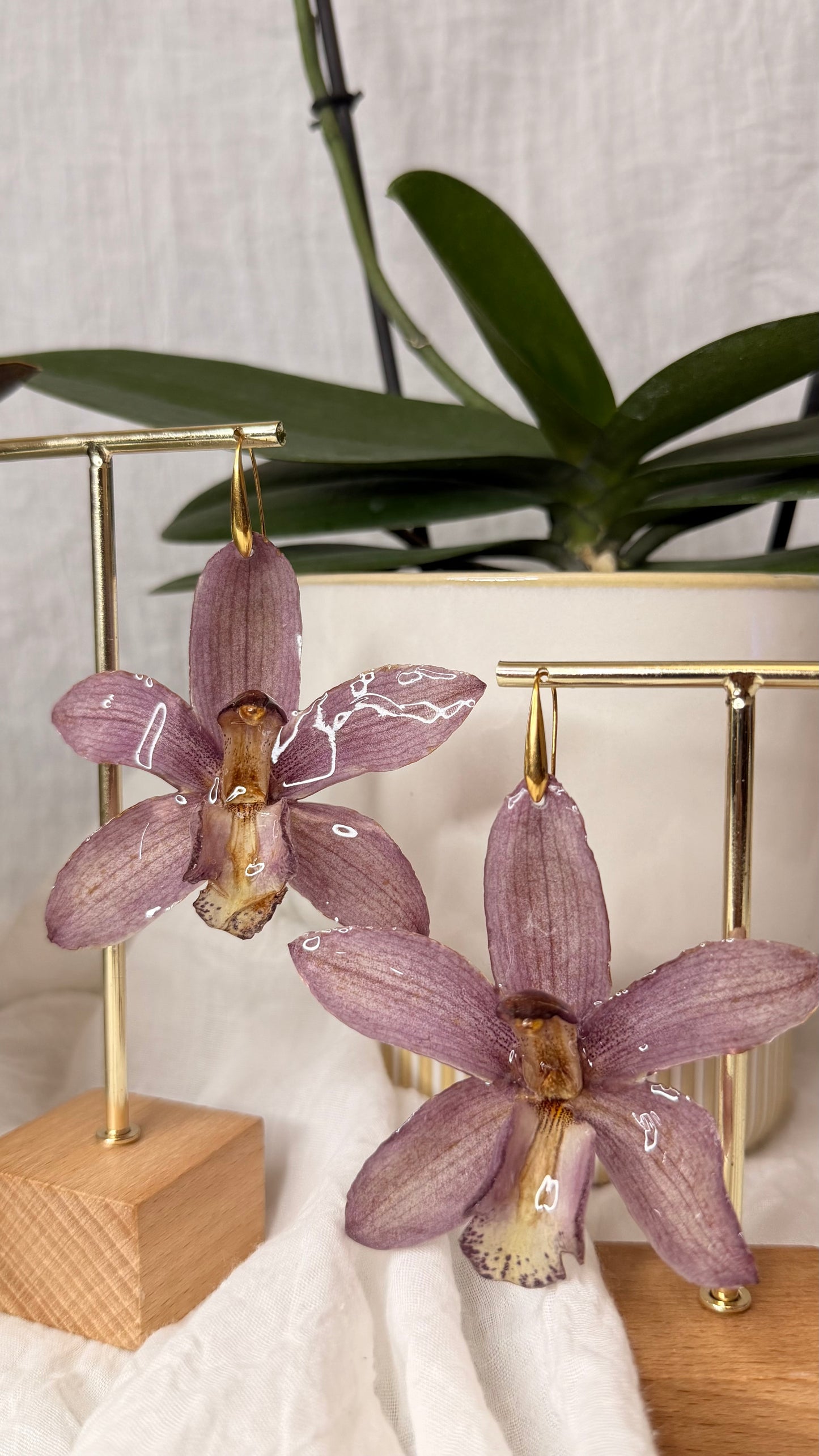 Boucle Cymbidium