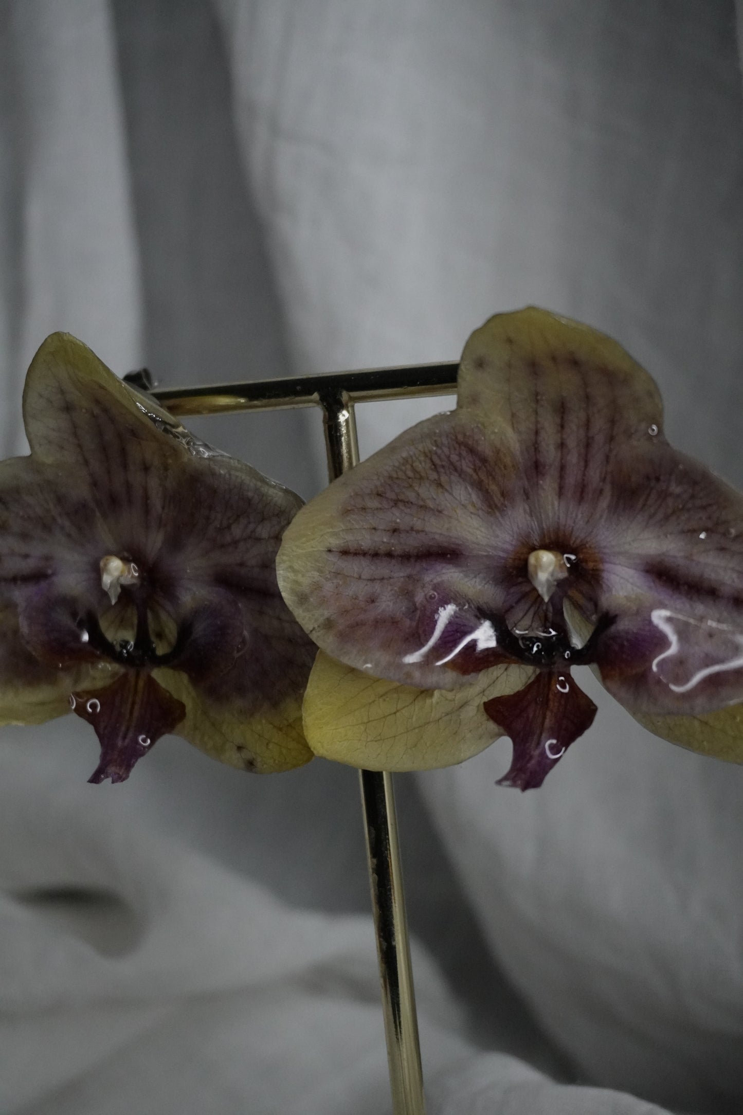 Boucle phalaenopsis