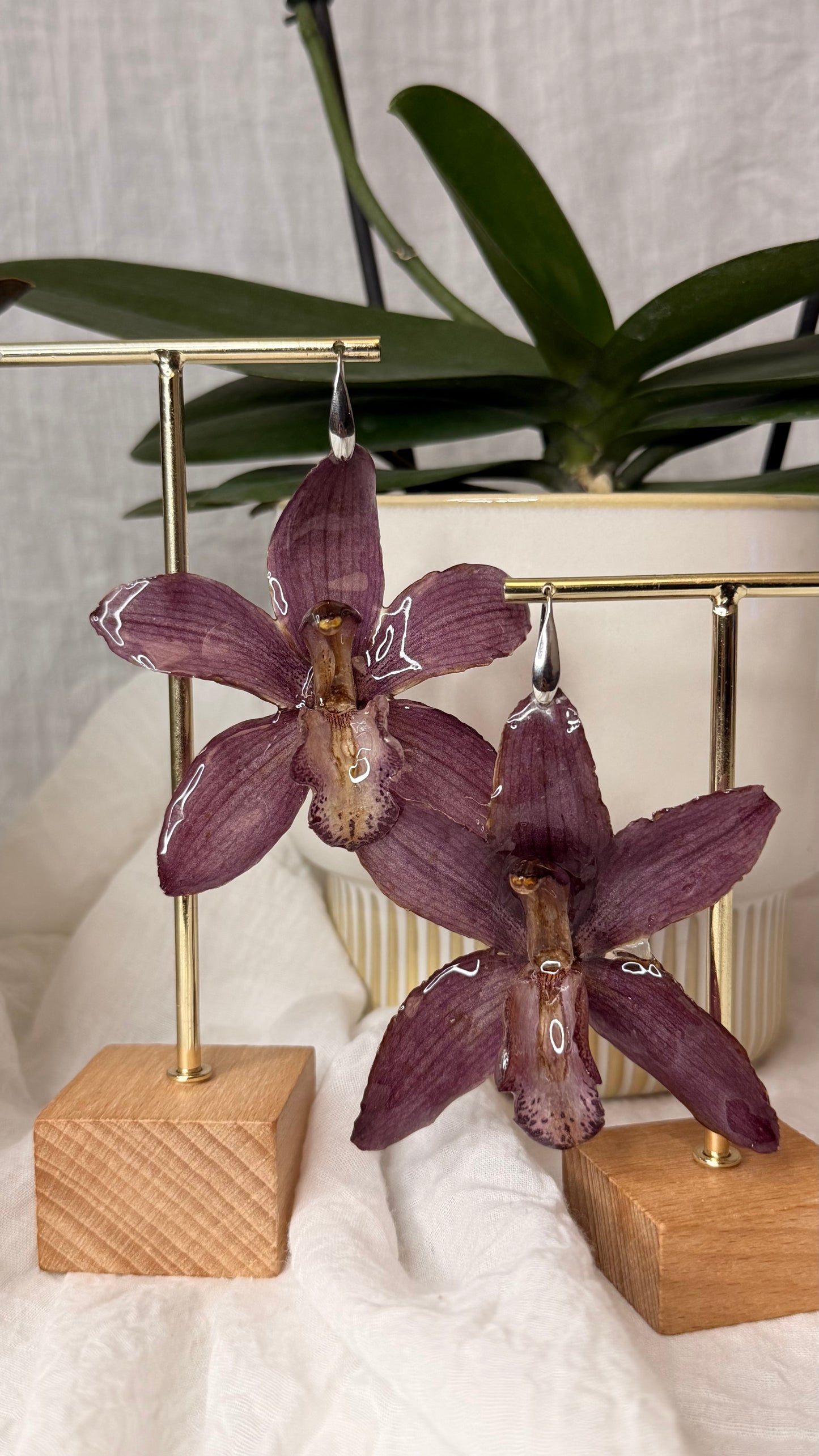 Boucle Cymbidium