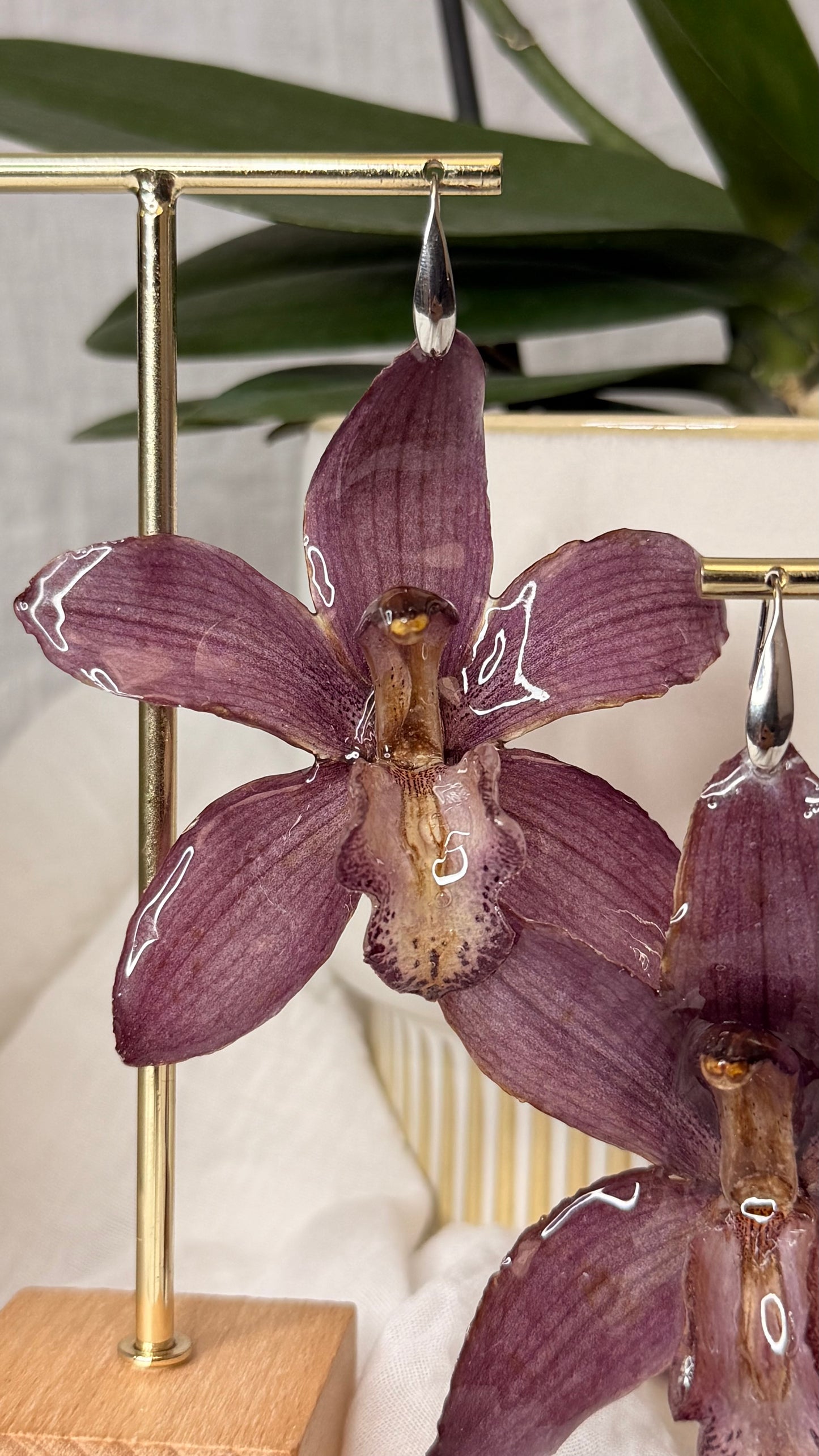 Boucle Cymbidium