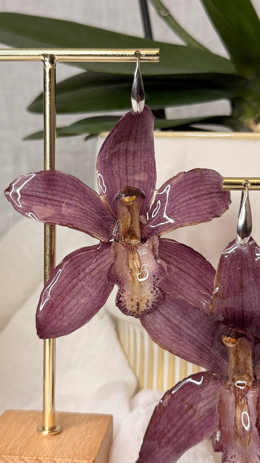 Boucle Cymbidium