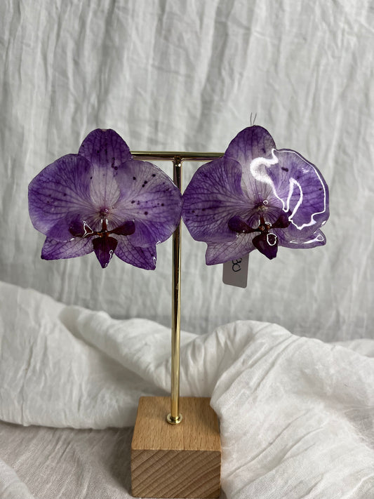 Boucle phalaenopsis